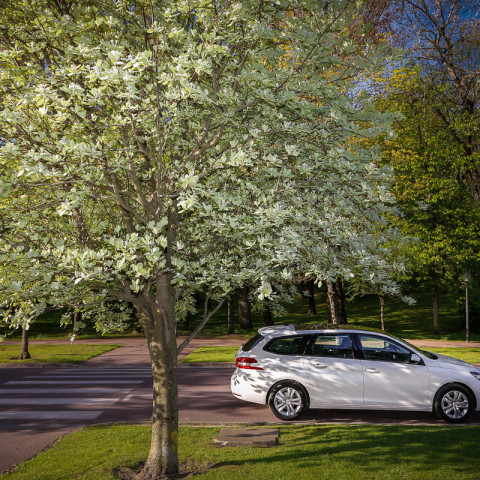 Peugeot 308 Wagon - Le Touquet