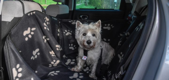 CITROEN, ACCESSORI PET À PORTER - 5.5.INTV