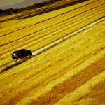 VOLVO XC90 YELLOW FIELD-2